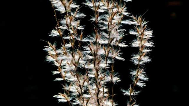 Delicate, feathery grass swaying against a dark background, capturing the essence of natural beauty in Yorkshire.