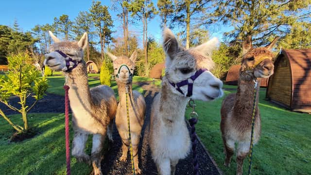 Thorny Beck Alpacas - Attraction in staintondale