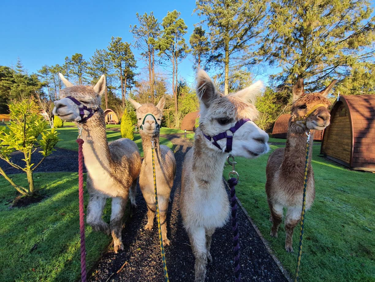 Thorny Beck Alpacas