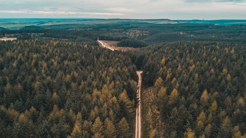 Dalby Forest, Yorkshire