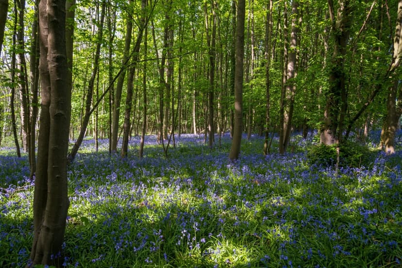 Walk: Weltondale
