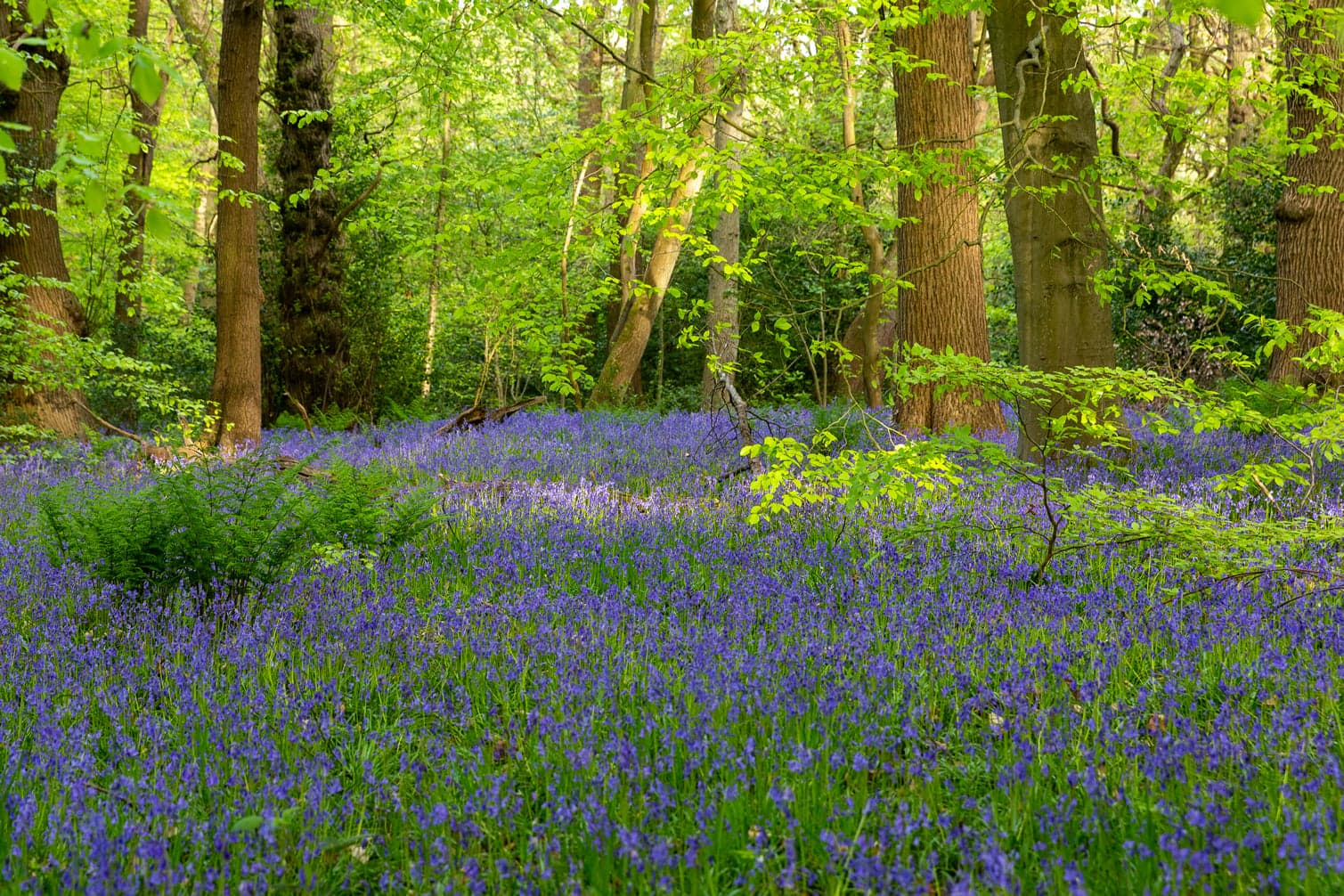 Bluebells at Eccleshall Woods, Sheffield