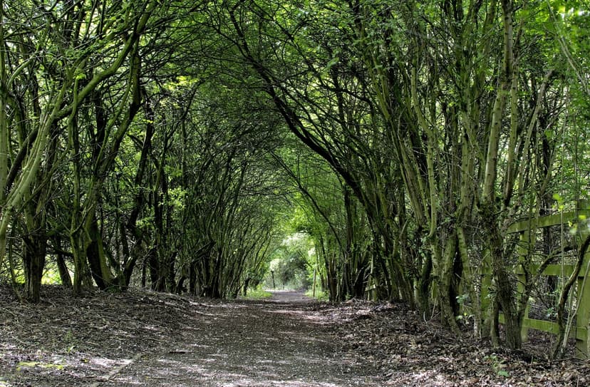 Potteric Carr Nature Reserve Walk