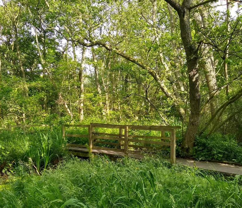 Walk: Askham Bar to Askham Bog and Copmanthorpe Trail