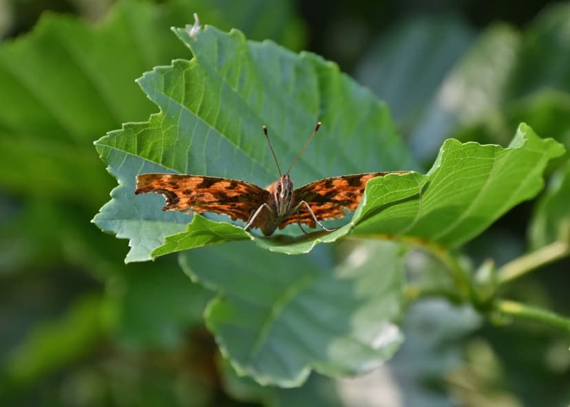 Walk: Hagg Wood