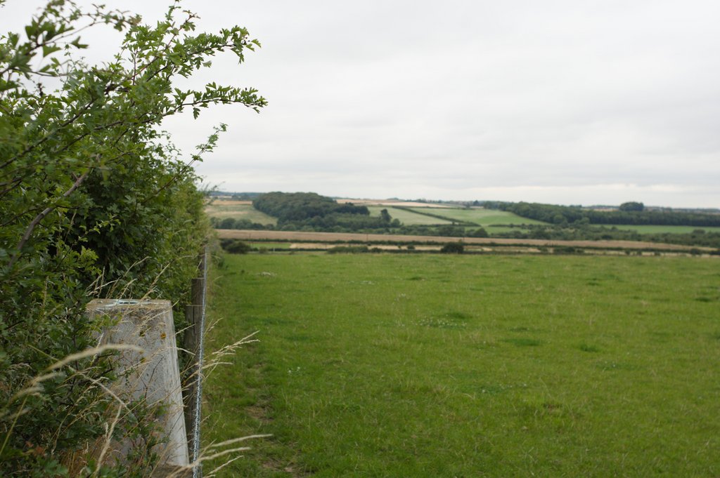 Brown Moor