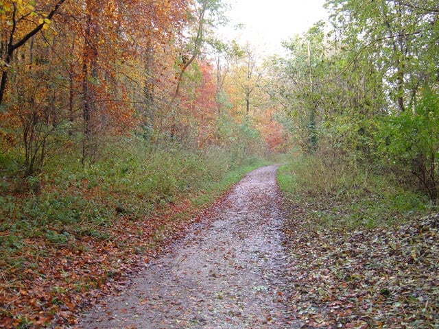 Walk: Millington Woods