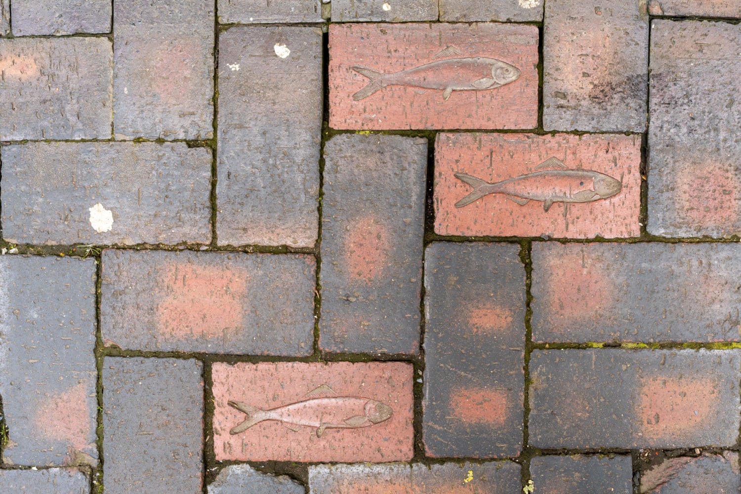 Walk: Hull's Fish Trail