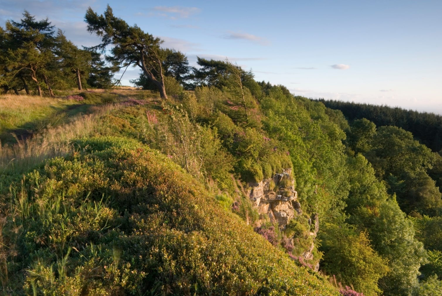 Walk: Boltby Forest