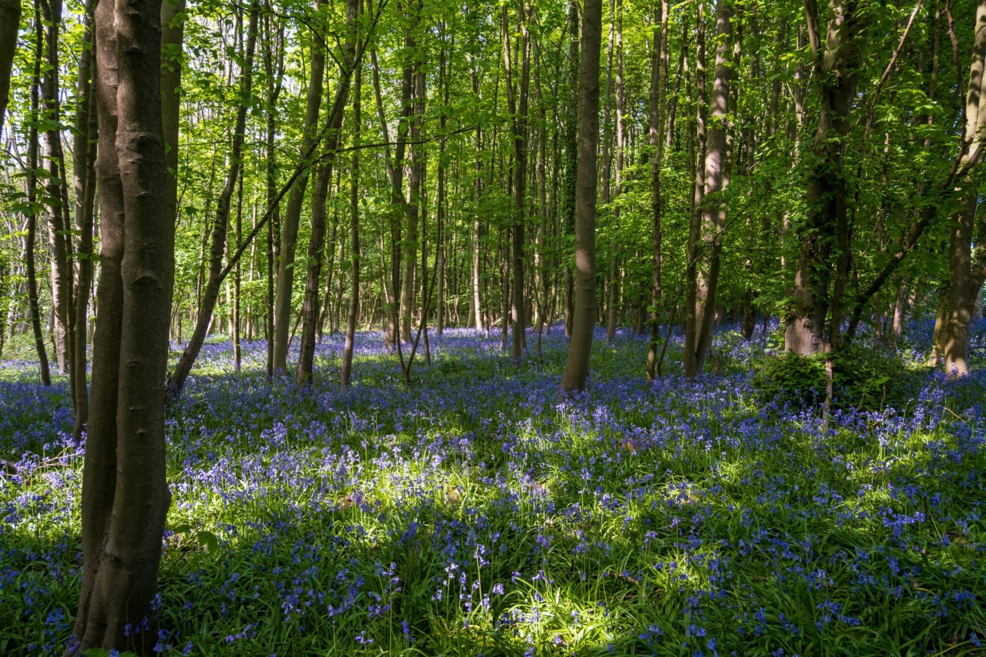 Walk: Weltondale