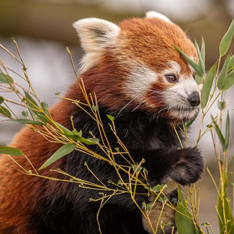 Artic fox at Yorkshire Wildlife Park