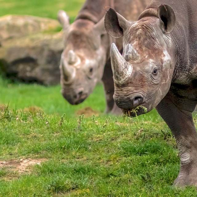 Rhinos at Yorkshire Wildlife Park